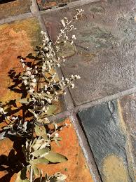 Image result for Secamone parvifolia