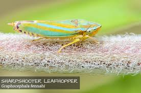 I have been bitten by thrips, tiny leafhoppers attracted to my porch light, lady beetle larvae, and minute pirate bugs. Pest Insects In The Landscape Garden Style San Antonio