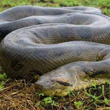 Top 10 Largest In Size Snakes In The World Green Anaconda Anaconda Snake