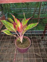 One of the most common red aglaonema—the 'siam aurora'—has. Aglaonema Red Lipstick Lazada Ph