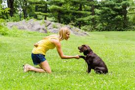 Maybe you would like to learn more about one of these? Testimonials Shelby Semel Dog Training