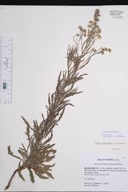 Image result for Erigeron bonariensis