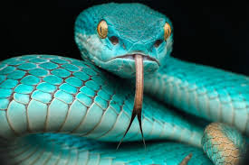 Check spelling or type a new query. The White Lipped Pit Viper Found In Komodo Can Hunt In The Dark Thanks To His Heat Sensing System Or Pit Natureismetal