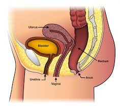 Image result for Pelvic Floor Dysfunction