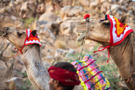 If camel milk is mixed with the milk of other animals e.g. Unique Facts Of Camel