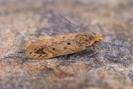 Image result for Bryotropha senectella