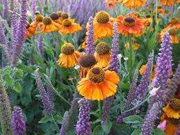 Image result for Exochaenium teuszii