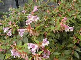 Image result for Geigeria engleriana