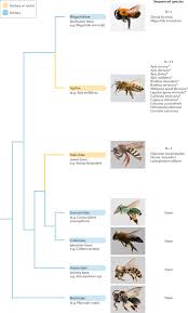 Examination of honey from five different stingless bee species across neotropical and. Improving Bee Health Through Genomics Nature Reviews Genetics