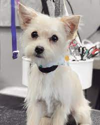 Pampered pet grooming & spa. The Pampered Pet Grooming Spa Tracy Posts Facebook