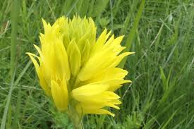 Image result for Eulophia ensata