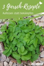 Dieses Unkraut Schmeckt Fabelhaft 3 Rezepte Mit Giersch Kuche Rezepte Giersch Rezepte Und Giersch