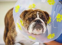 Create Your Home Kit For Neuter And Spay Recovery For Dogs Petmd