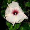 Image result for Ipomoea albivenia