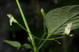 Image result for Justicia scandens