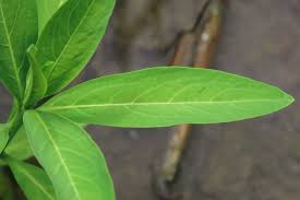 Image result for Sphenoclea