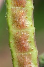 Image result for Aeschynomene cristata