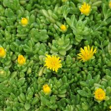 Image result for Duosperma nudantherum