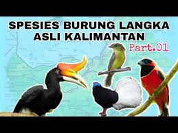 Endemik (hanya terdapat di suatu tempat di seluruh muka bumi), langka, atau terancam punah (seperti harimau, orangutan, badak, gajah, beberapa jenis burung seperti elang garuda atau elang jawa, serta beberapa jenis tumbuhan seperti ramin). Spesies Burung Langka Endemik Kalimantan Part 01 Youtube