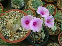 Image result for Ipomoea welwitschii