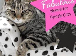 The 11 coolest cats in literature. 80 Fabulous And Majestic Female Cat Names Pethelpful
