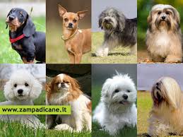 Si tratta infatti di animali abbastanza grandi per giocare con i bambini ad esempio, ma non troppo per le dimensioni di una normale abitazione. Quali Sono Le Razze Di Cani Di Taglia Piccola Perfette Per Vivere In Appartamento