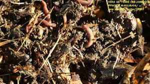 Attention, certains déchets n'ont pas leur place dans le composteur. Les Vers De Terre Et Le Compost Superprof