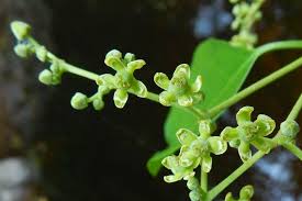 Image result for Hippocratea africana