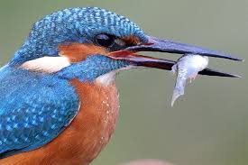 Der Eisvogel Nabu Eisvogel Vogel Des Jahres Vogelwelt