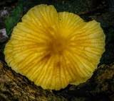 Image result for Marasmius opacus