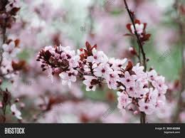 The purple leaf plum, prunus cerasifera 'krauter vesuvius', is a beautiful small to medium sized tree featuring vivid purple foliage that is sure to add curb appeal and impress your neighbors. Pink Cherry Plum Image Photo Free Trial Bigstock