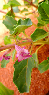 Image result for Pterodiscus angustifolius