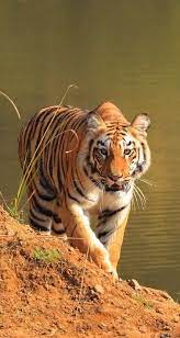 Tiger Tigre Tiger Tigre The Tiger Panthera Tigris Is The Largest Cat Species Most Recognizable For Its Cat Species Small Wild Cats Tiger Photography