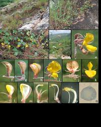 Image result for Rhynchosia sublobata