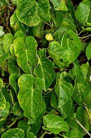 Image result for Ipomoea violacea