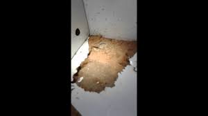 termites in kitchen cupboard. youtube