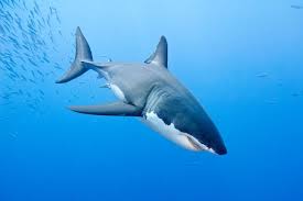 Fascinating Facts About Great White Sharks Great White Shark White Sharks Shark