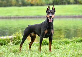 What Is The Difference Between A German Pinscher Doberman Pinscher Cuteness