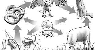 Tundra Food Chain For Kids Food Chain Science Food Chains Food Web
