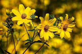 Small yellow flowering tree florida. 47 Native Plants For Florida Flowers Shrubs And Trees Lawnstarter