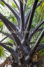 Image result for Borassus aethiopum