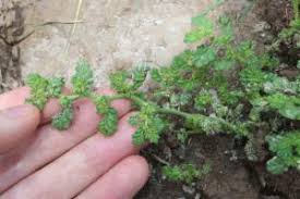 Image result for Coldenia procumbens