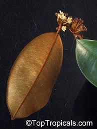 Image result for Chrysophyllum