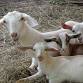 Purple Goat Garden’s Farm Tour