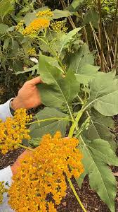 Image result for Indigofera bainesii