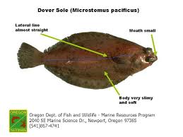 Odfw Finfish Species Flatfish