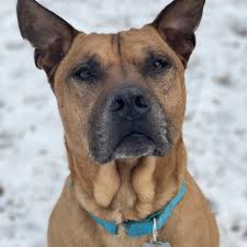 Amanda shares her tips for becoming a successful foster pet parent. One Of A Kind Pet Rescue Home Facebook