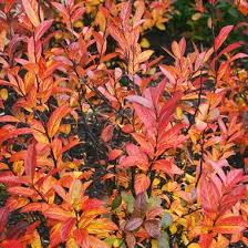 Like azaleas, sweetspire blooms on the previous season's growth, so prune shortly after flowering to prevent trimming off the next year's flower buds. Itea Virginica Morton Scarlet Beauty Virginia Sweetspire From Midwest Groundcovers