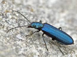 Image result for Indigofera ischnoclada