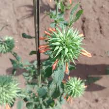 Image result for Tinnea apiculata